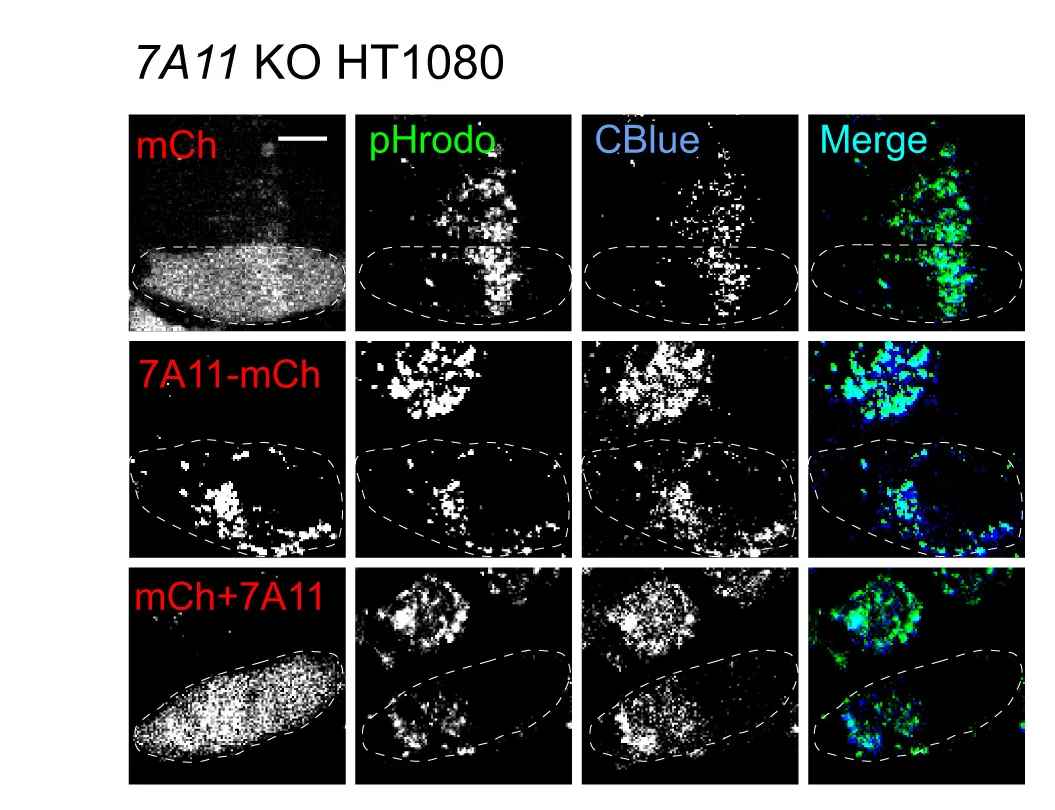 Open access visualization of Microscopy, Lysosomal Acidity, pHrodo-Green Dextran Assay, SLC7A11KO HT1080 Cells, mCherry-tagged SLC7A11