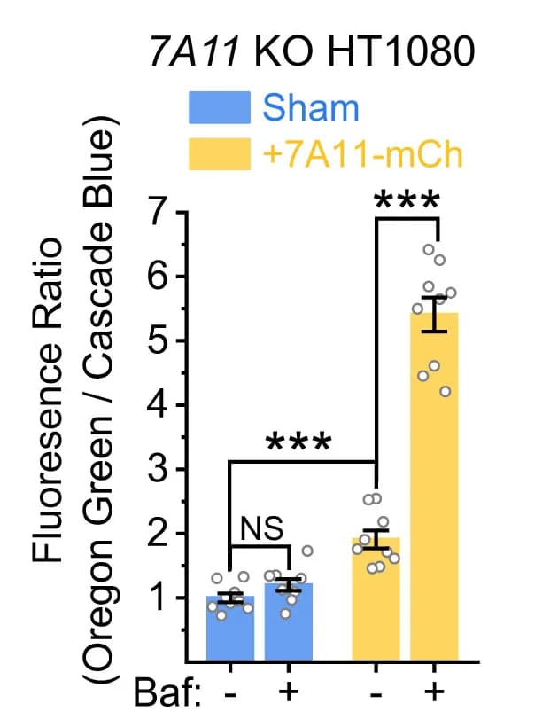 Open access visualization of Bar Plot, Error Bars, Lysosomal Acidity, Oregon-Green Dextran Assay, SLC7A11KO HT1080 Cells