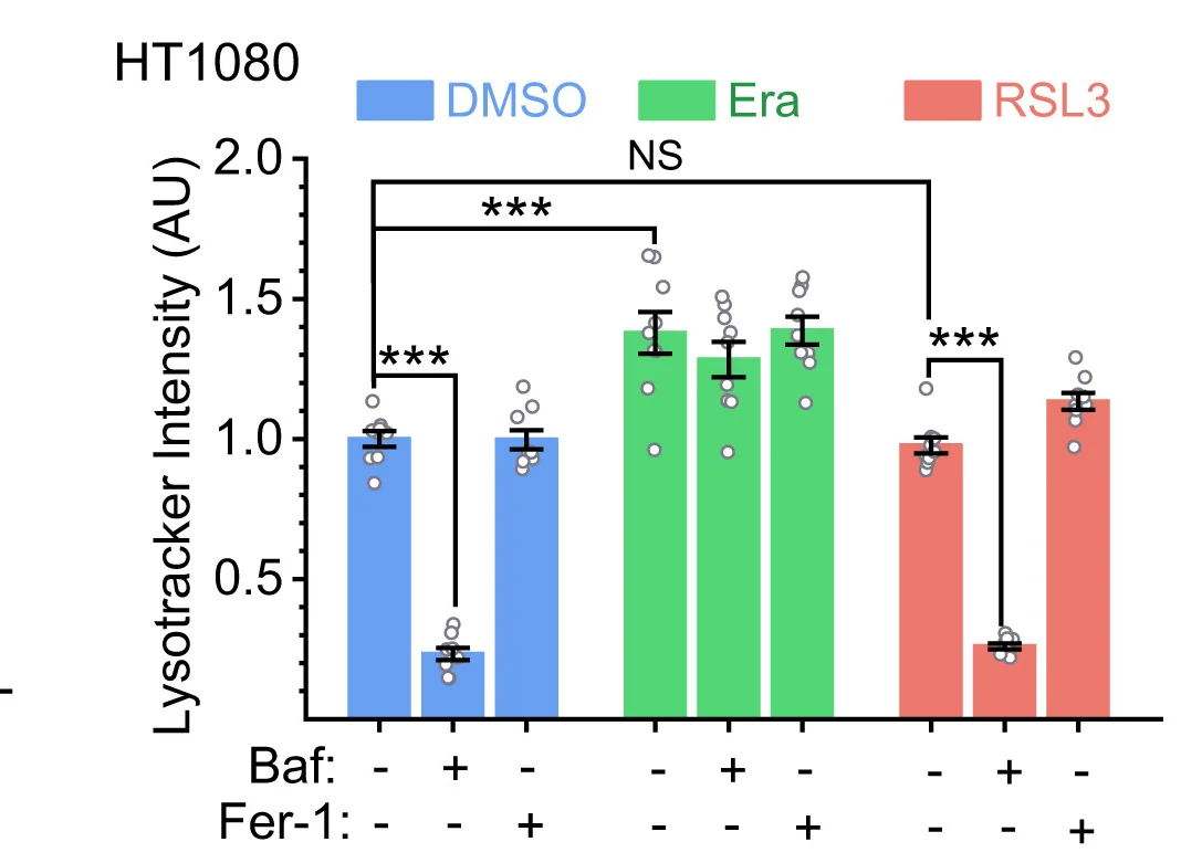 Open access visualization of Bar Plot, Error Bars, Scatter Plot, Baf-A1, LysoTracker Assay