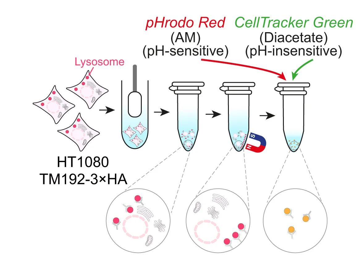 Open access visualization of Workflow, Illustration, Luminal Acidity, pHrodo-Red-AM, Lysosomes