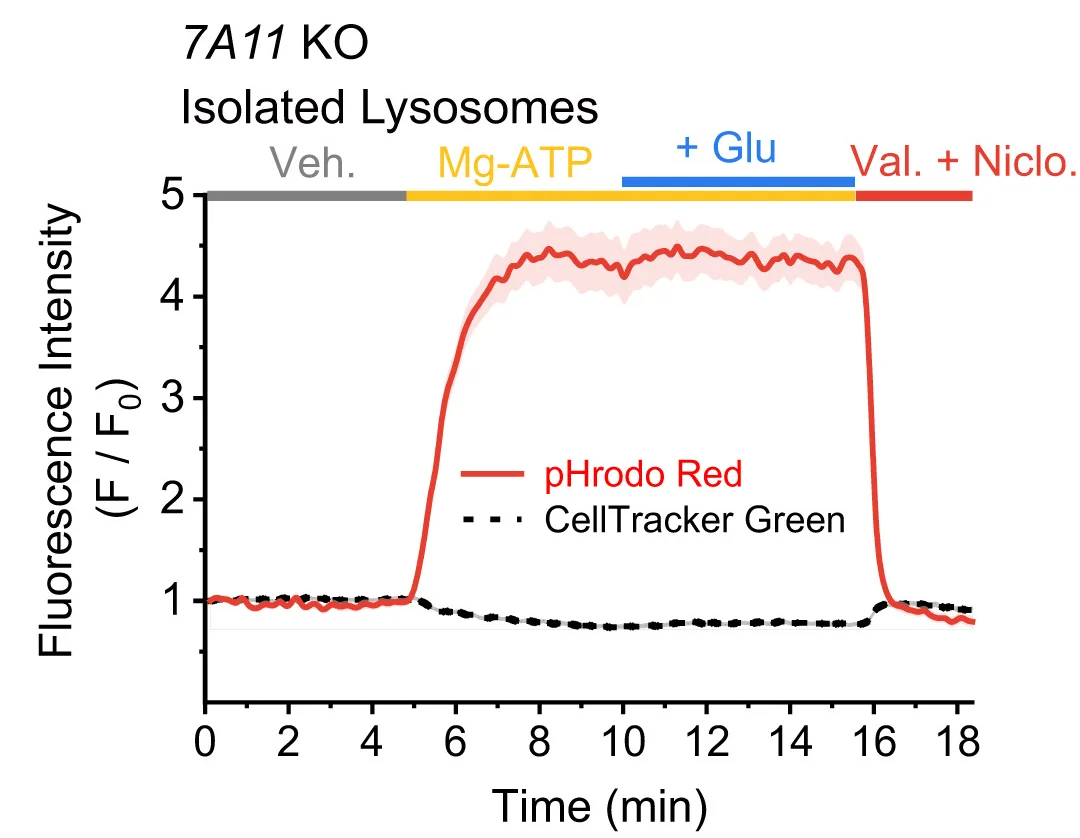 Open access visualization of Line Plot, Error Bars, Cytosolic Applications, Mg-ATP, Glu