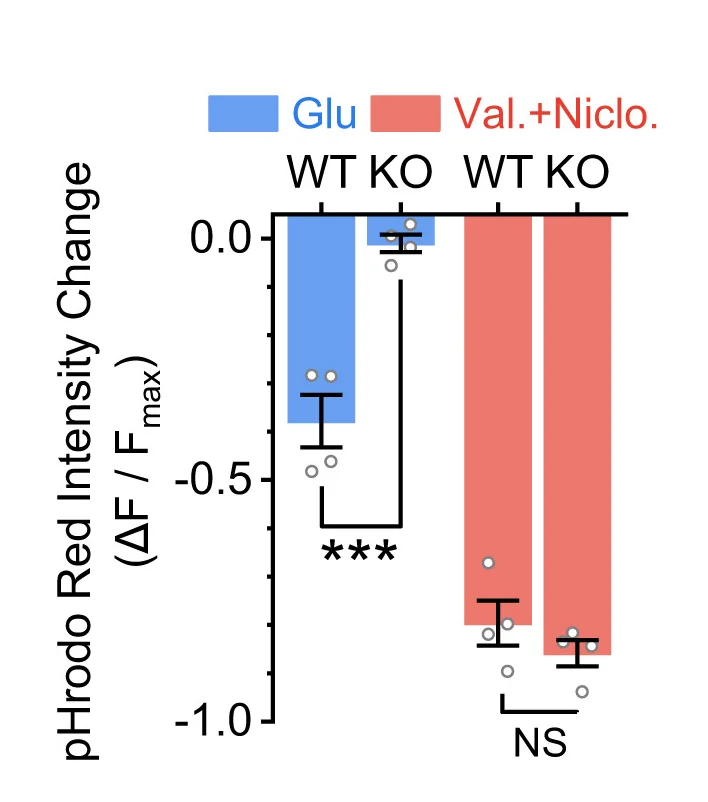 Open access visualization of Bar Plot, Error Bars, Clustered, Glu-induced Changes, Means