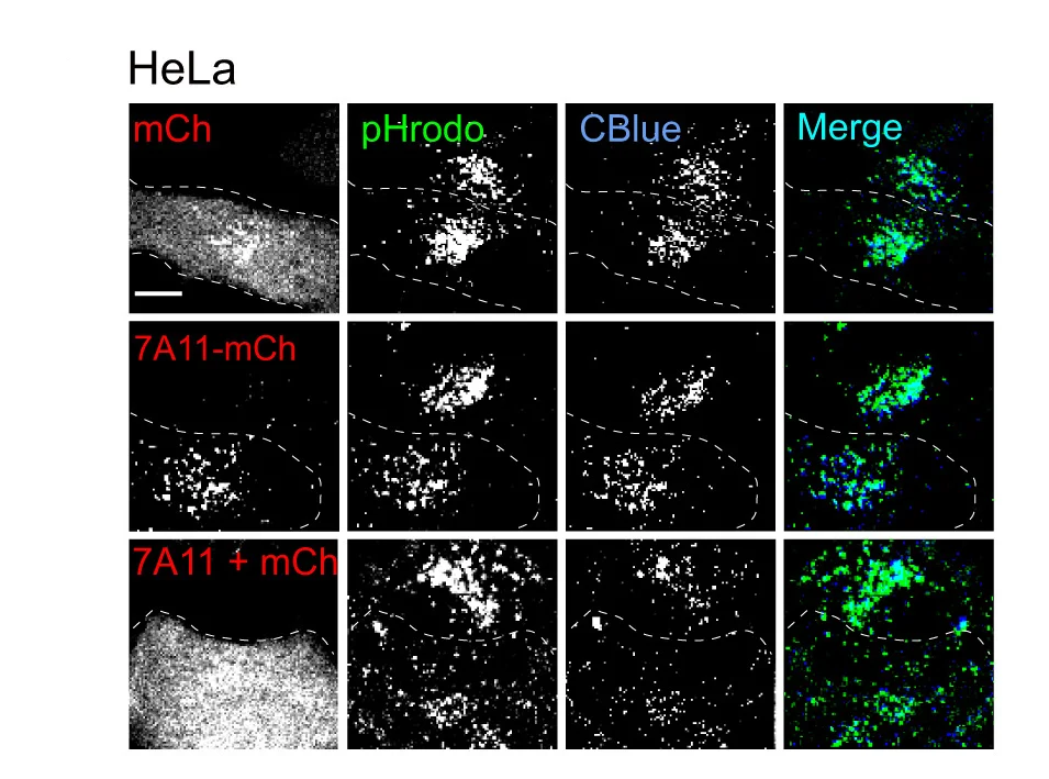 Open access visualization of Microscopy, Lysosomal Acidity, pHrodo-Green Dextran Assay, WT HeLa Cells, Overexpression