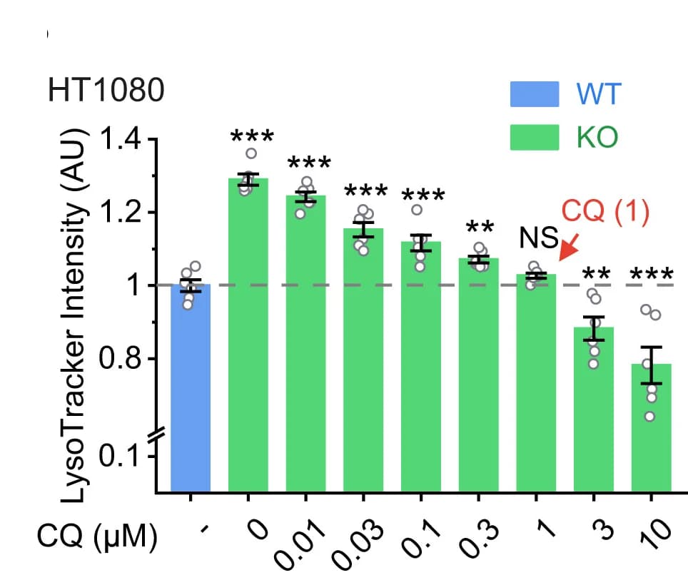 Open access visualization of Bar Plot, Error Bars, CQ, Lysosomal Over-acidification, LysoTracker Assay