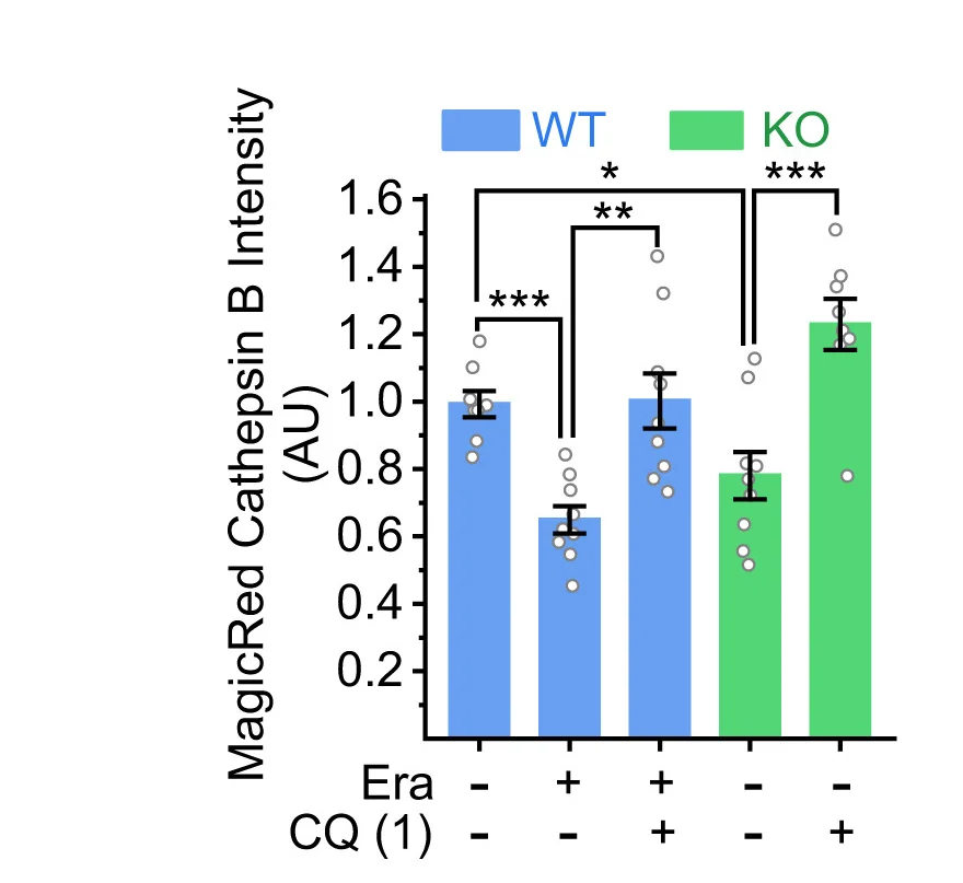 Open access visualization of Bar Plot, Error Bars, CQ, Lysosomal Cathepsin B Activity, Magic Red Assay