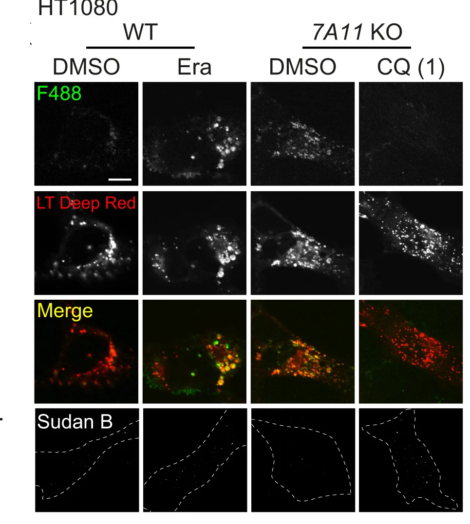 Open access visualization of Microscopy, Lipofuscin, Autofluorescence Emission, WT HT1080 Cells, Era