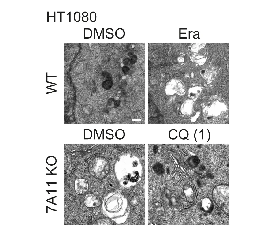 Open access visualization of Microscopy, Transmission Electron Microscopy, TEM, Era, CQ