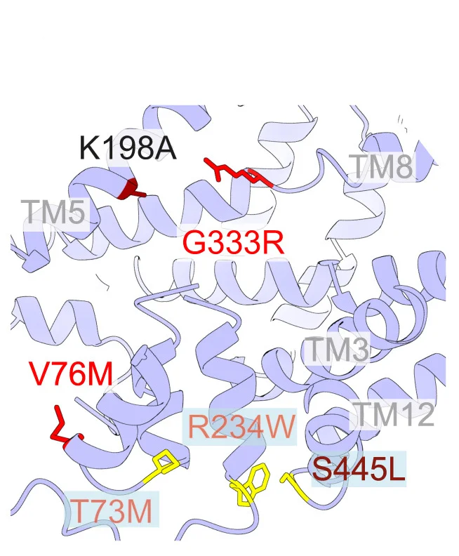 Open access visualization of Protein Structure, Schematic Diagram, Cryo-Electron Microscopy, Human SLC7A11, PD-risk rare variants