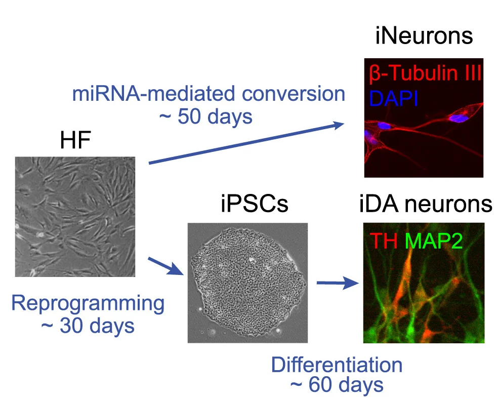 Open access visualization of Workflow, Microscopy, Schematic Diagram, Reprogramming Procedures, Patient-Derived HFs