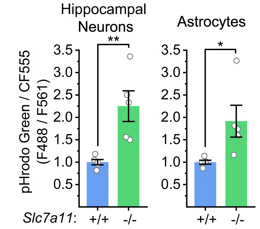 Open access visualization of Bar Plot, Error Bars, Scatter Plot, Lysosomal Acidity, pHrodo-Green Dextran Assay