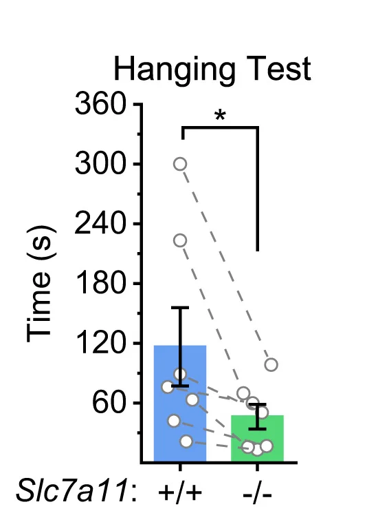 Open access visualization of Bar Plot, Error Bars, Scatter Plot, Wire Hanging Test, Grip Strength