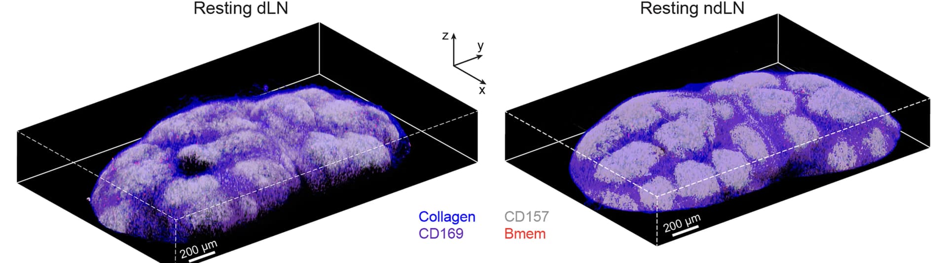 Open access visualization of Microscopy, 3D Volume Reconstruction, Inguinal dLN, ndLN, Bmems