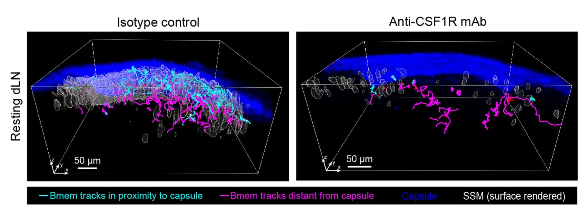 Open access visualization of 3D Plot, Microscopy, 3D Volume Reconstruction, B Cell Follicle, Time-Lapse Intravital Microscopy