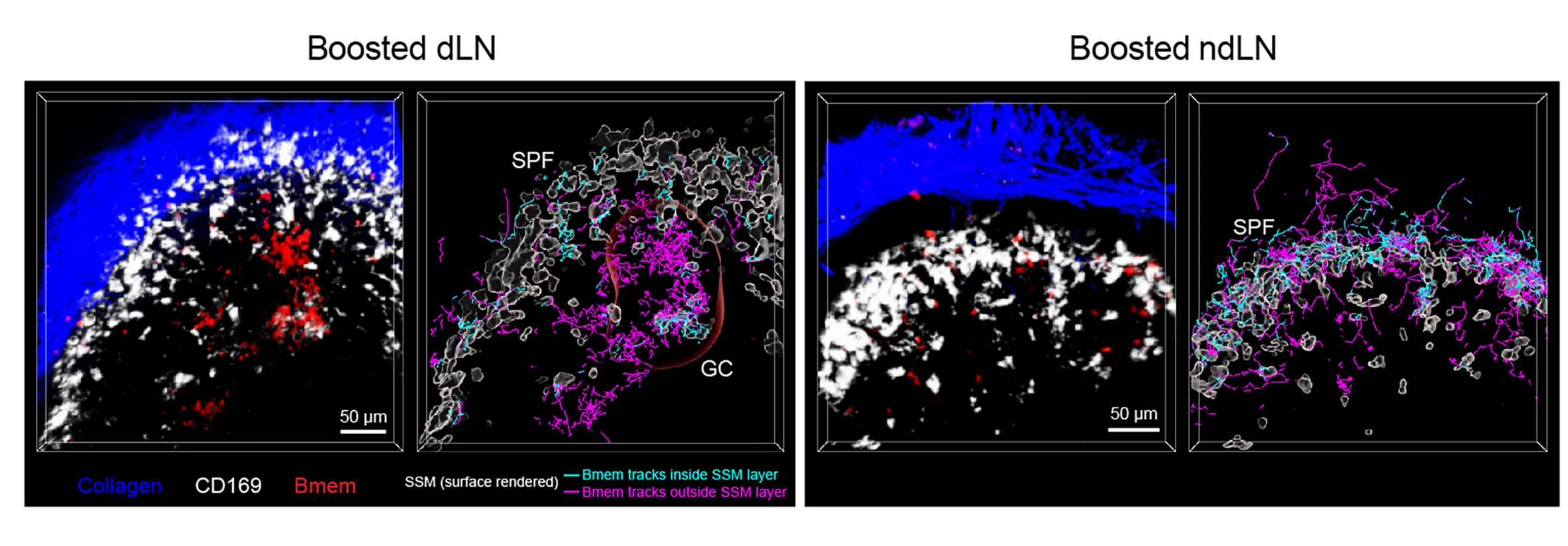 Open access visualization of Microscopy, Intravital Microscopy, Bmem, SSM, Capsule