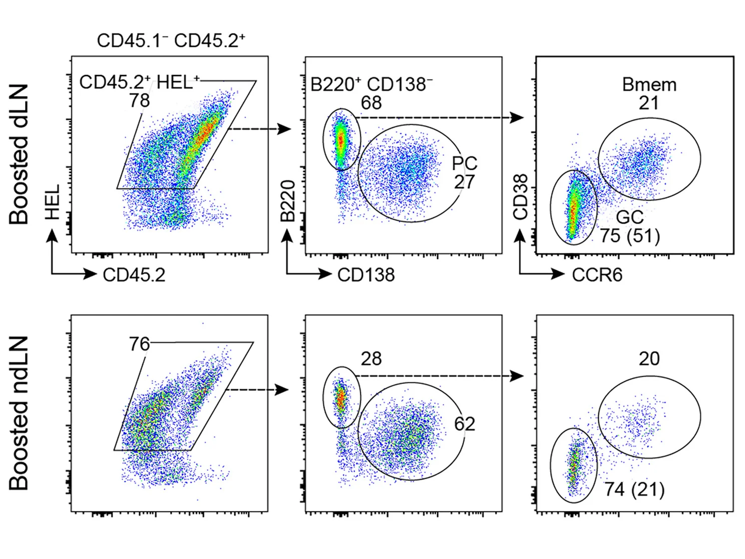 Open access visualization of Scatter Plot, dLN, ndLN, B Cells, PC