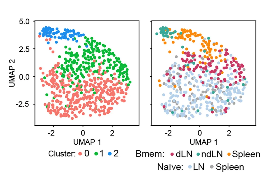 Open access visualization of Scatter Plot, UMAP, Cell State, Antigen-Specific B Cells, Tissue of Origin