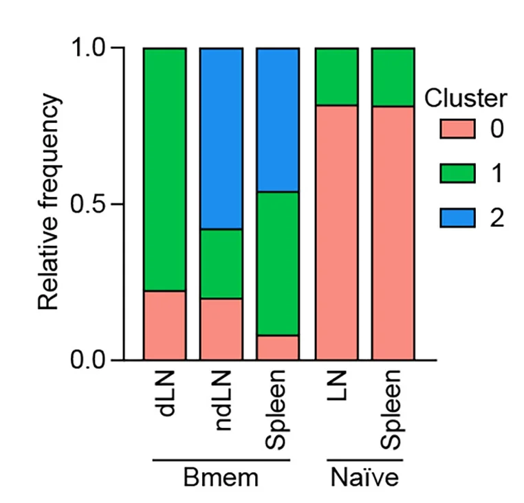 Open access visualization of Stacked Bar Plot, Cell Clusters, Antigen-Specific Bmems, Antigen-Specific B Cells, Lymph Nodes