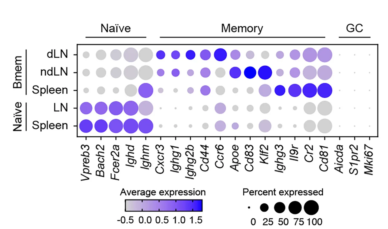 Open access visualization of Bubble Plot, Dot Plot, Gene Expression, Naive B Cells, Bmem Cells
