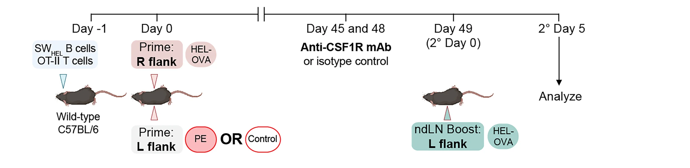 Open access visualization of Workflow, ndLN, Antigen, R-phycoerythrin