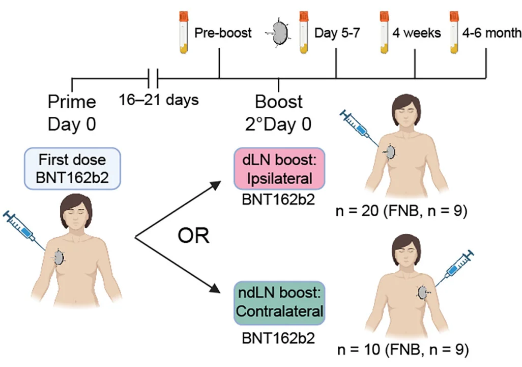 Open access visualization of Workflow, Illustration, BNT162b2 Vaccine, Healthy Volunteers, dLN