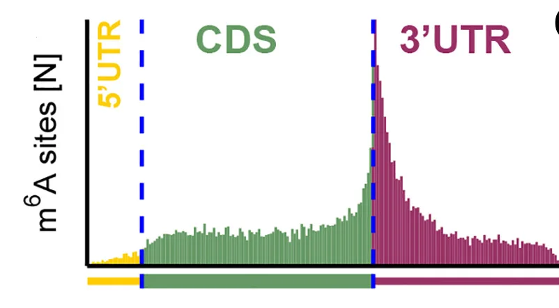 Open access visualization of Bar Plot, miCLIP, m6A Sites, HEK293T Cells, Transcript Regions