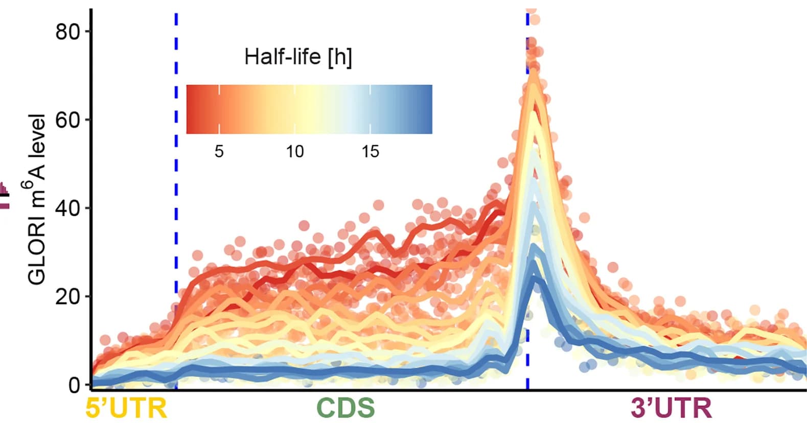 Open access visualization of Line Plot, Scatter Plot, Quantitative m6A Metagenes, mRNA, Half-Life