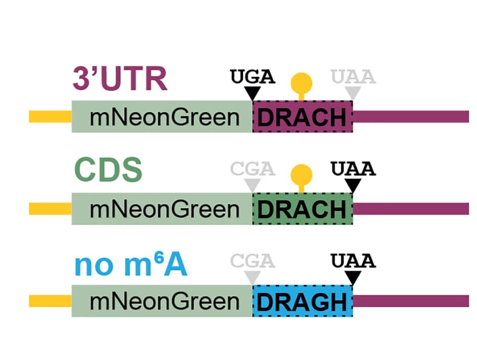 Open access visualization of Illustration, Reporter Constructs, m6A Positional Effects, DRACH Cassette, 3' UTR