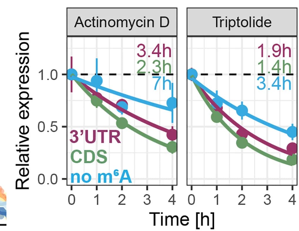 Open access visualization of Line Plot, Error Bars, Reporter mRNA Decay, HEK293T Cells, Transcriptional Shutoff