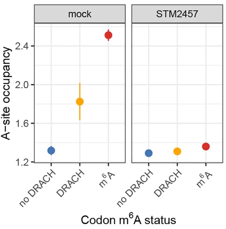 Open access visualization of Scatter Plot, Error Bars, Ribosomal A-site, Codons, DRACH Motif
