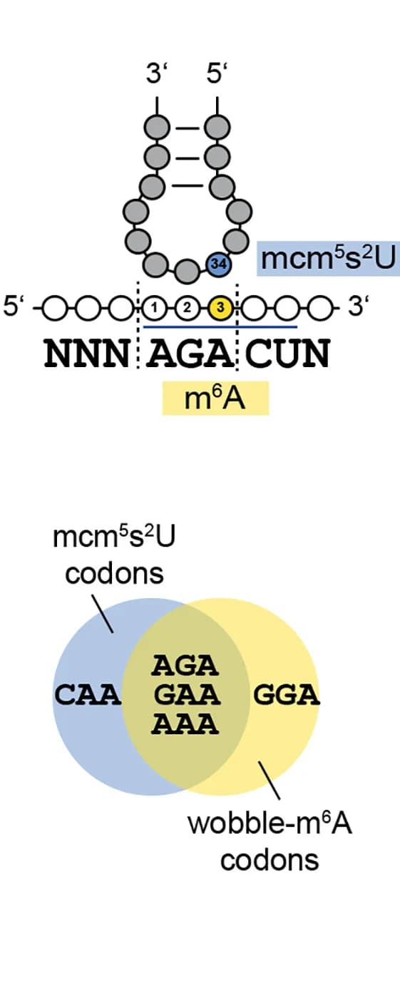 Open access visualization of Venn Diagram, Chemical Structure, m6A-modified AGA Codon, mRNA, mcm5s2U