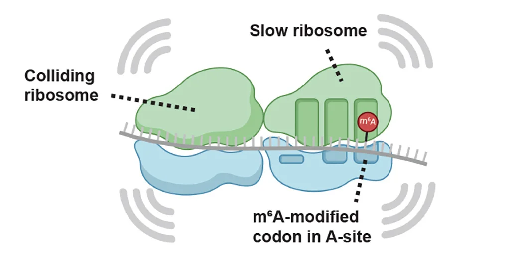 Open access visualization of Illustration, Ribosome, m6A, A-site