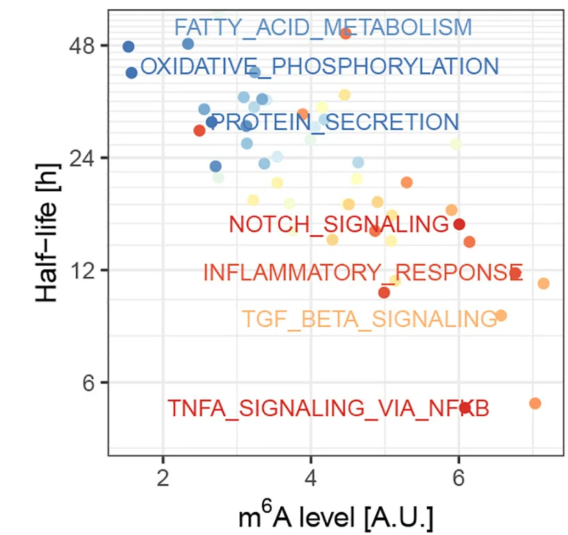 Open access visualization of Scatter Plot, m6A, mRNA Decay, Cancer Hallmark Gene Sets, Exon Lengths