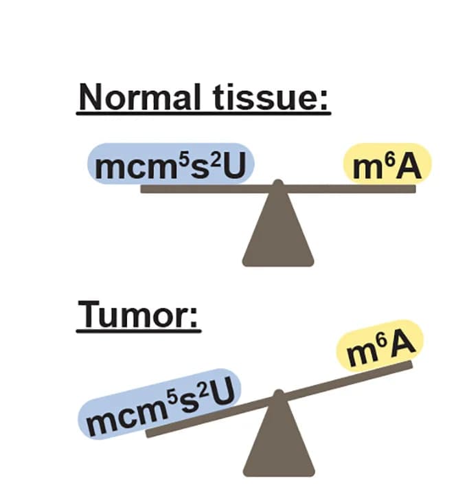 Open access visualization of Illustration, mcm5s2U, m6A, Tumors, Normal Tissue