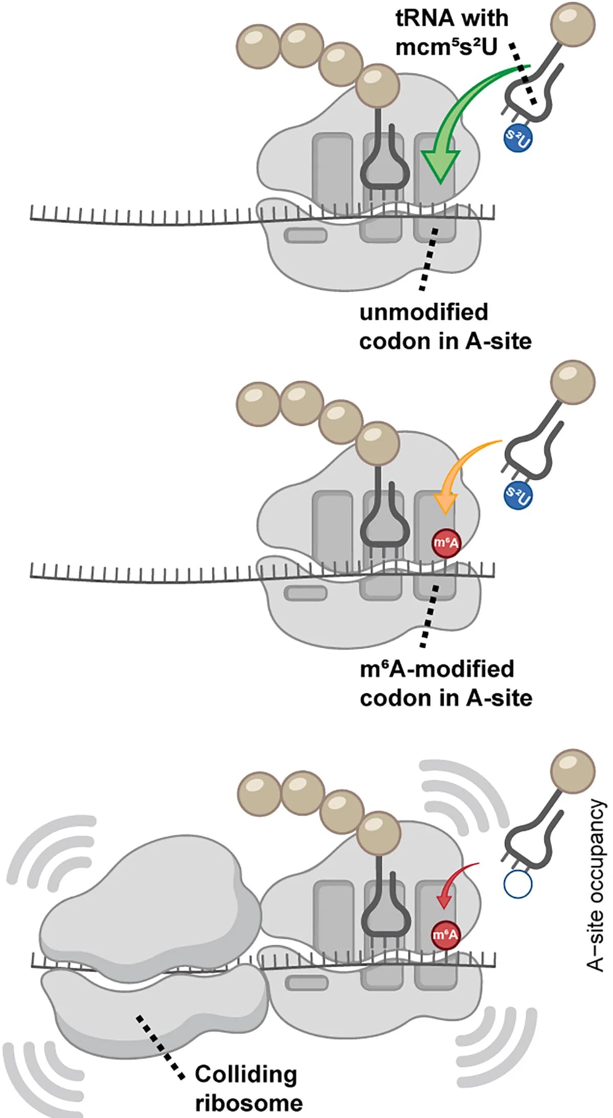Open access visualization of Illustration, mRNA Modifications, tRNA Modifications, Decoding Speed, Ribosome Collisions