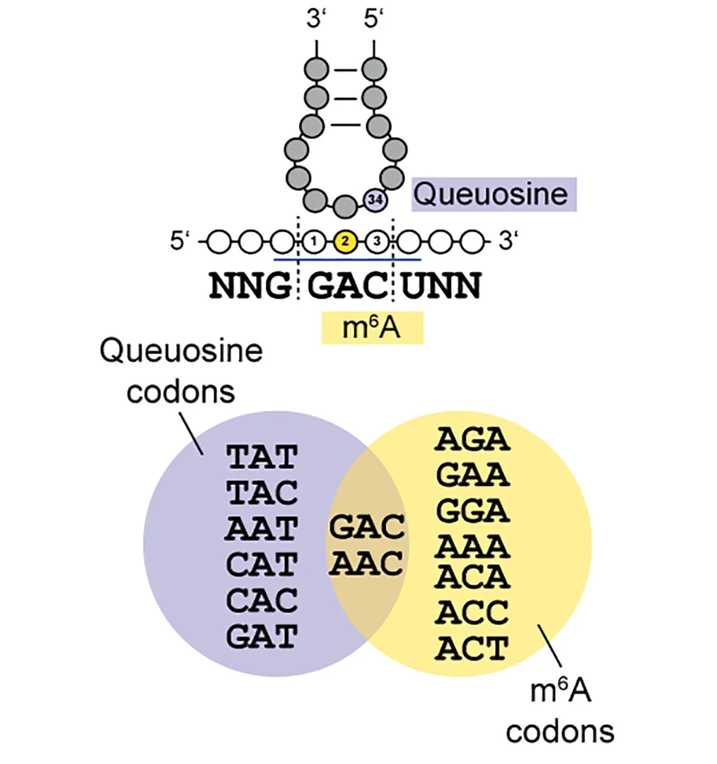 Open access visualization of Venn Diagram, tRNA Anticodon, Queuosine, Codons, m6A Modified Codons