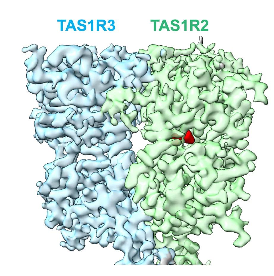 Open access visualization of Protein Structure, Cryo-EM Map, Sucralose, VFTs, Sweet Receptor