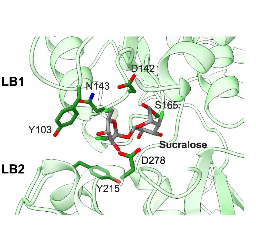 Open access visualization of Protein Structure, Chemical Structure, Sucralose, TAS1R2 Binding Pocket, Stick Model