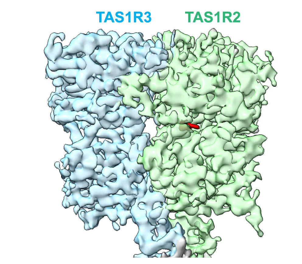 Open access visualization of Protein Structure, Cryo-EM Map, Aspartame, Sweet Receptor, TAS1R3-VFT