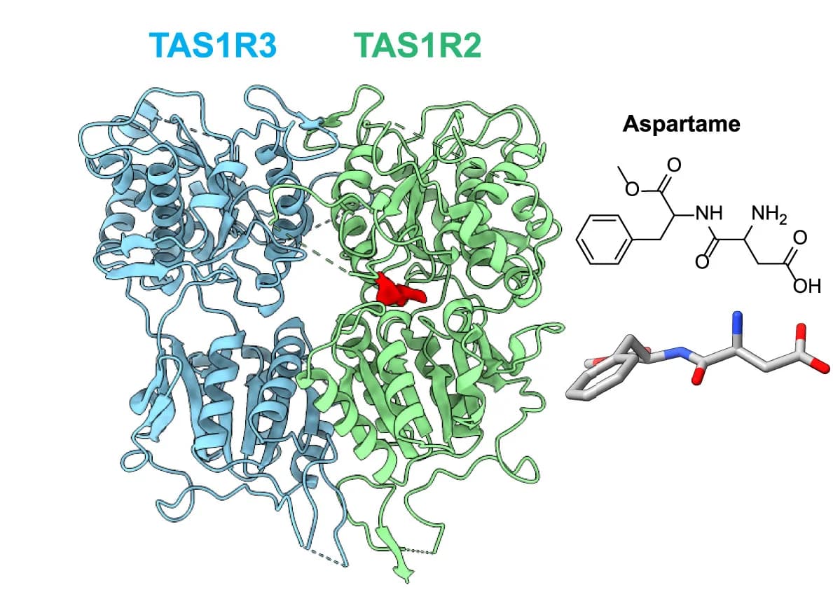 Open access visualization of Protein Structure, Chemical Structure, Aspartame, Receptor Model, Density