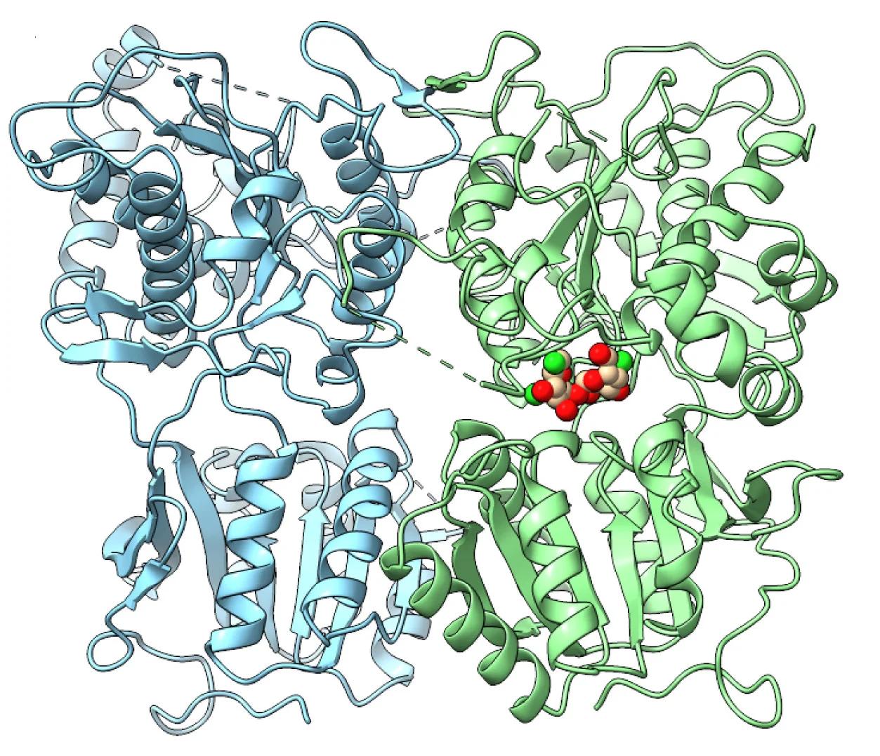 Open access visualization of Protein Structure, Sucralose, Sweet Receptor, VFT Domain, TAS1R3-VFT