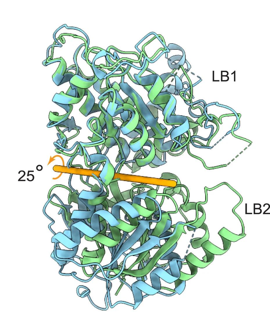 Open access visualization of Protein Structure, TAS1R2 Subunit, TAS1R3 Subunit, LB1 Subdomain, LB2 Domain