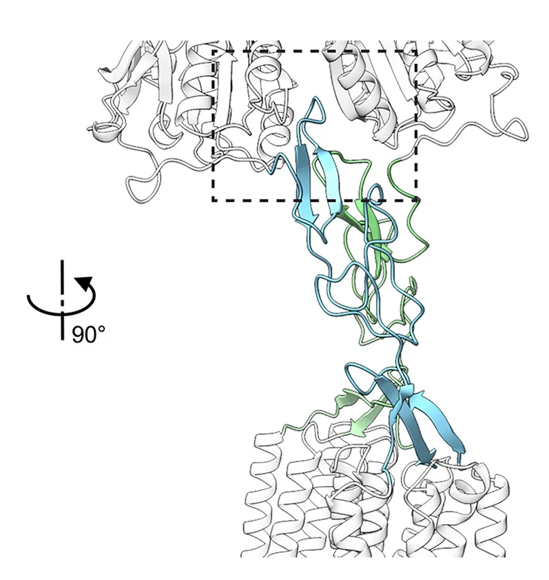 Open access visualization of Protein Structure, Chemical Structure, CR Domains, TAS1R2, TAS1R3
