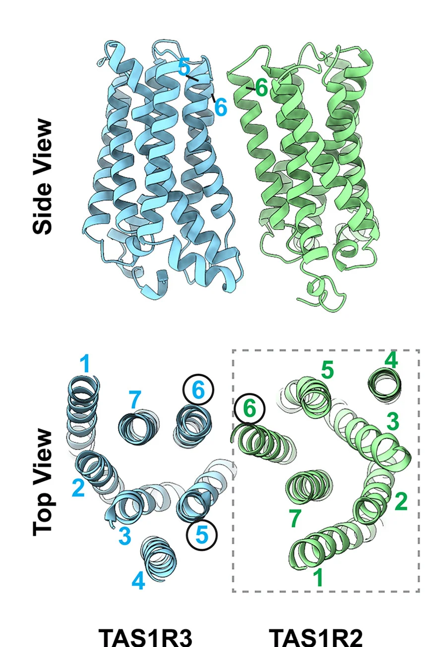 Open access visualization of Protein Structure, TM Domains, Sweet Receptor, TM Helices, TAS1R2