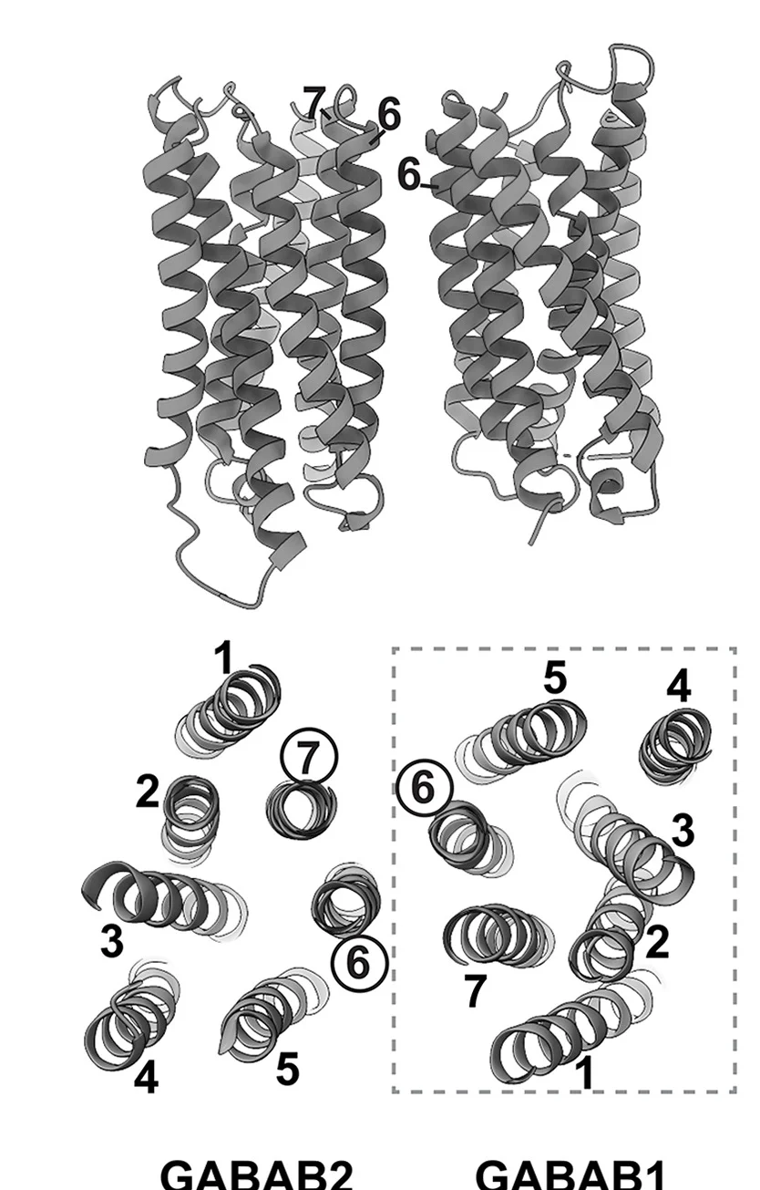 Open access visualization of Protein Structure, 3D Plot, TM Domains, GABAB Receptor, TM Helices