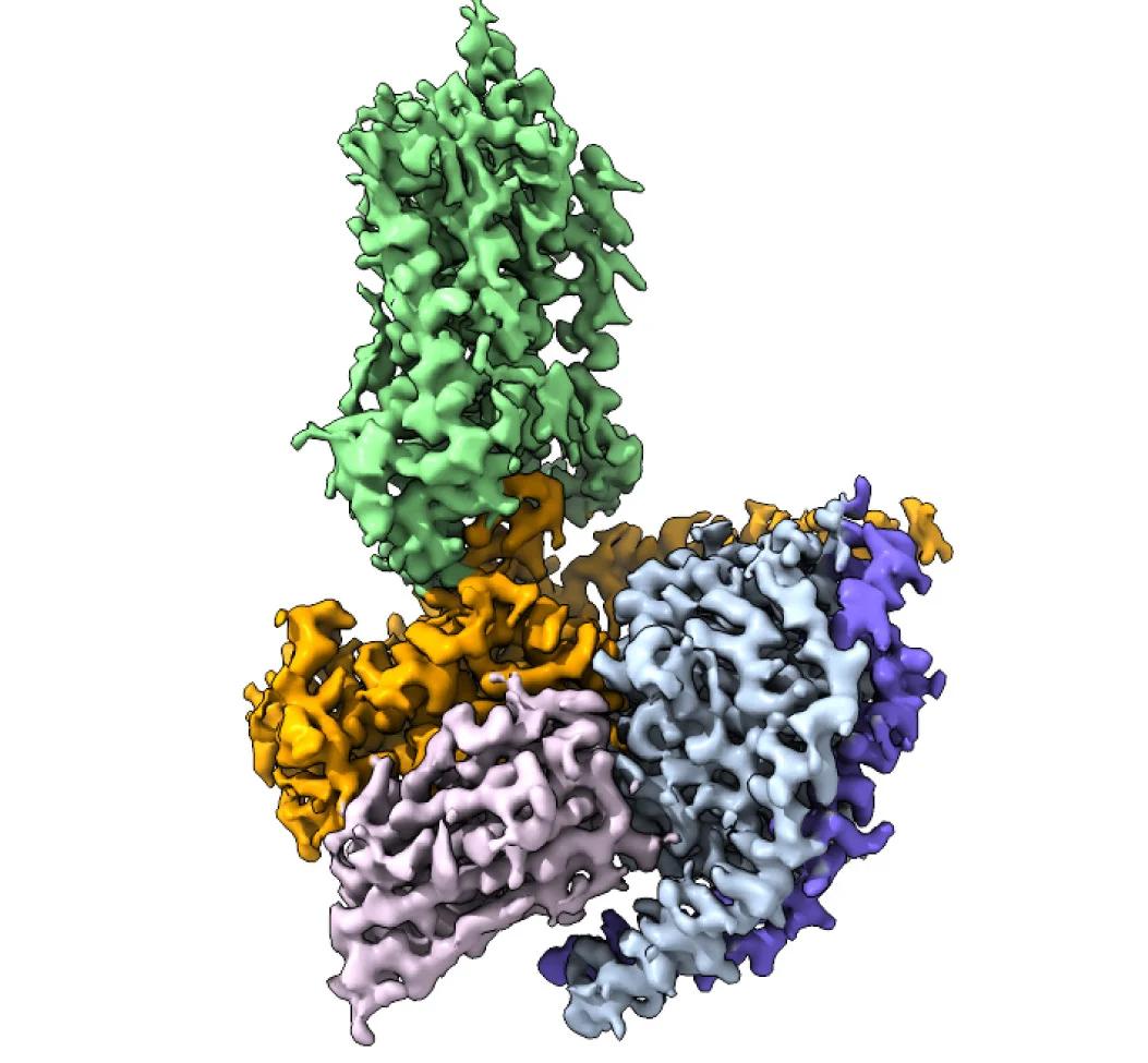 Open access visualization of Protein Structure, Cryo-EM Map, TAS1R2-TM, G Protein Complex, TAS1R2-TM Domain