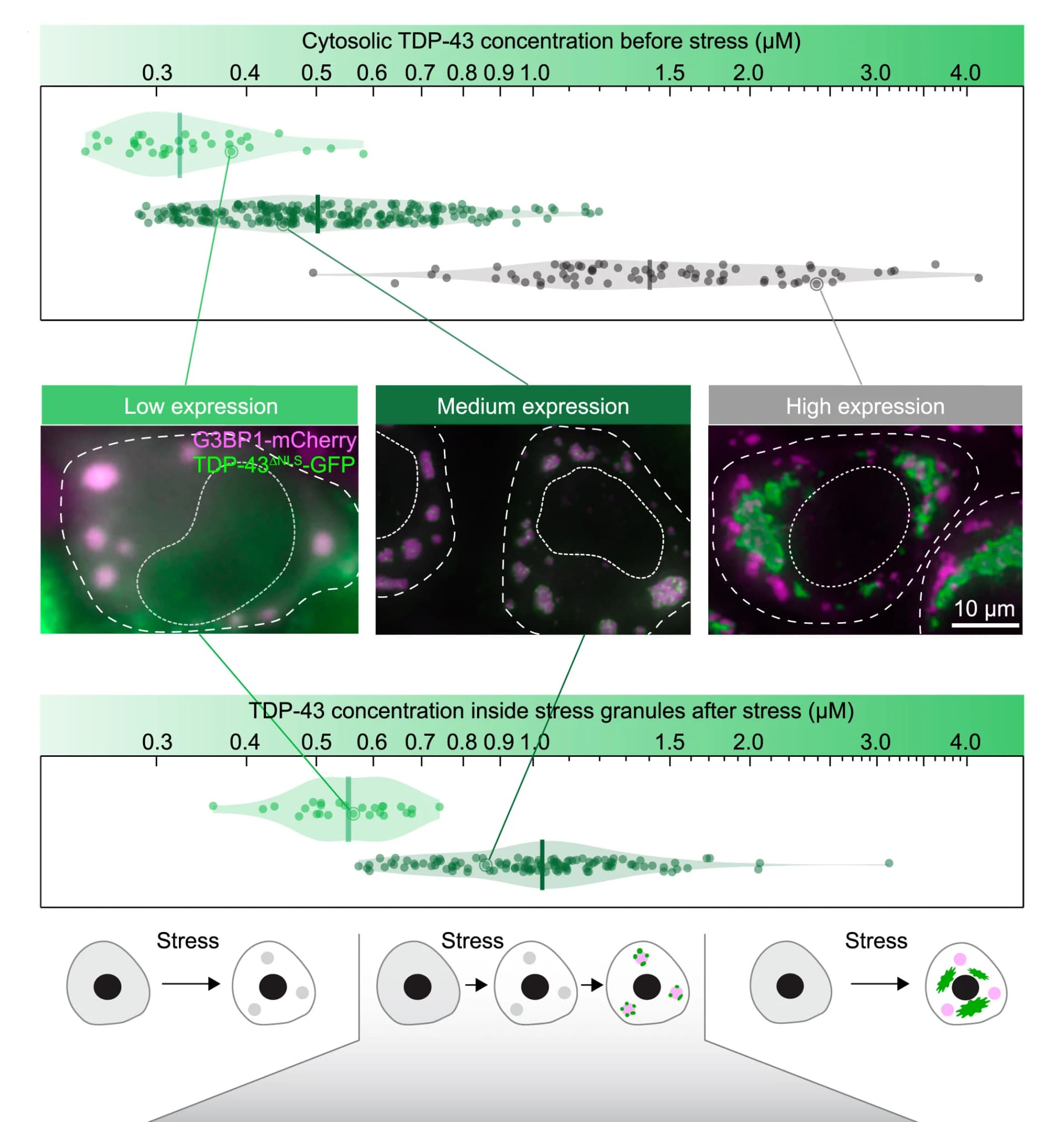 Open access visualization of Violin Plot, Scatter Plot, Microscopy, Illustration, Cellular Phenotypes