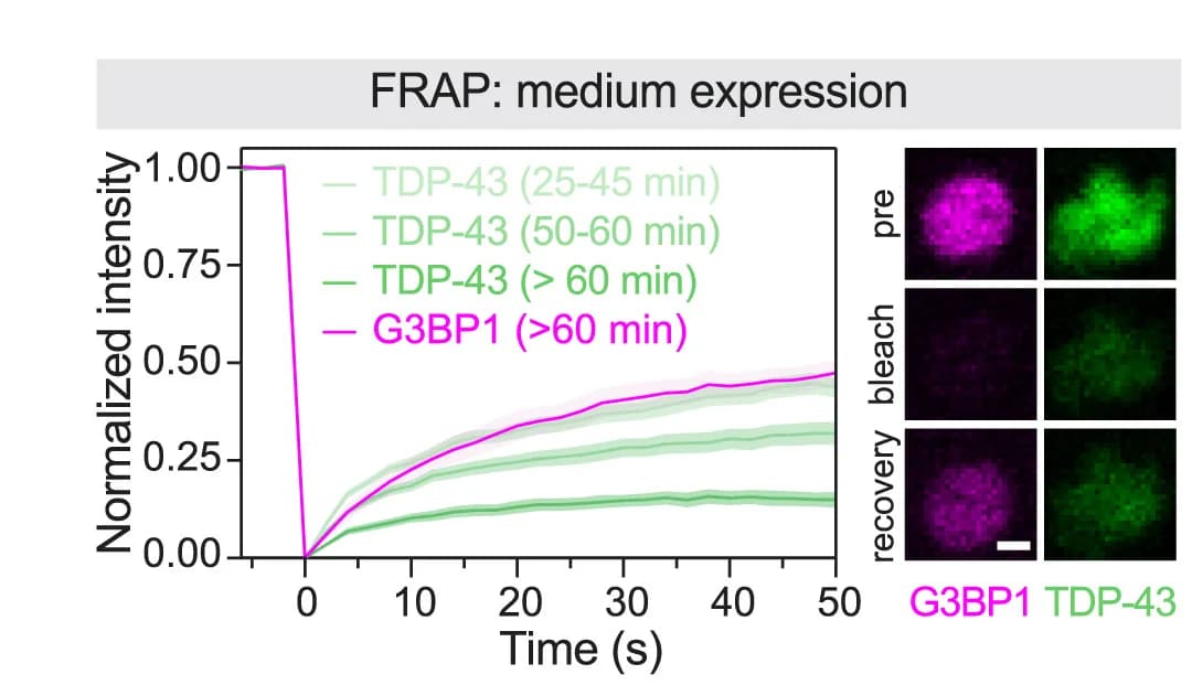 Open access visualization of Line Plot, Error Bars, Microscopy, Photo, FRAP