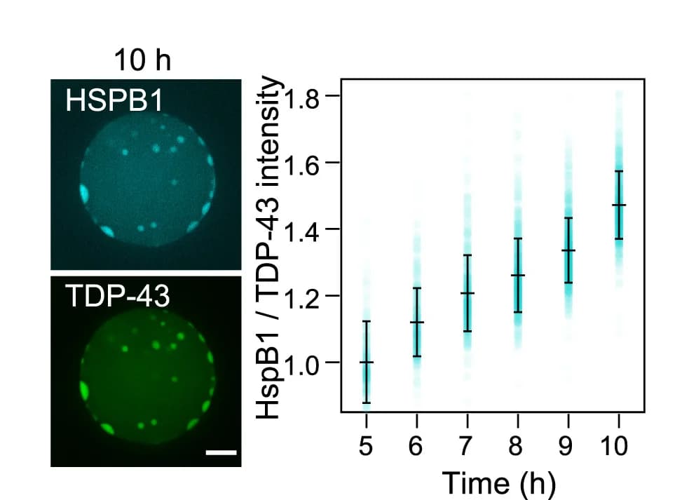 Open access visualization of Scatter Plot, Error Bars, TDP-43, HSPB1, Demixing