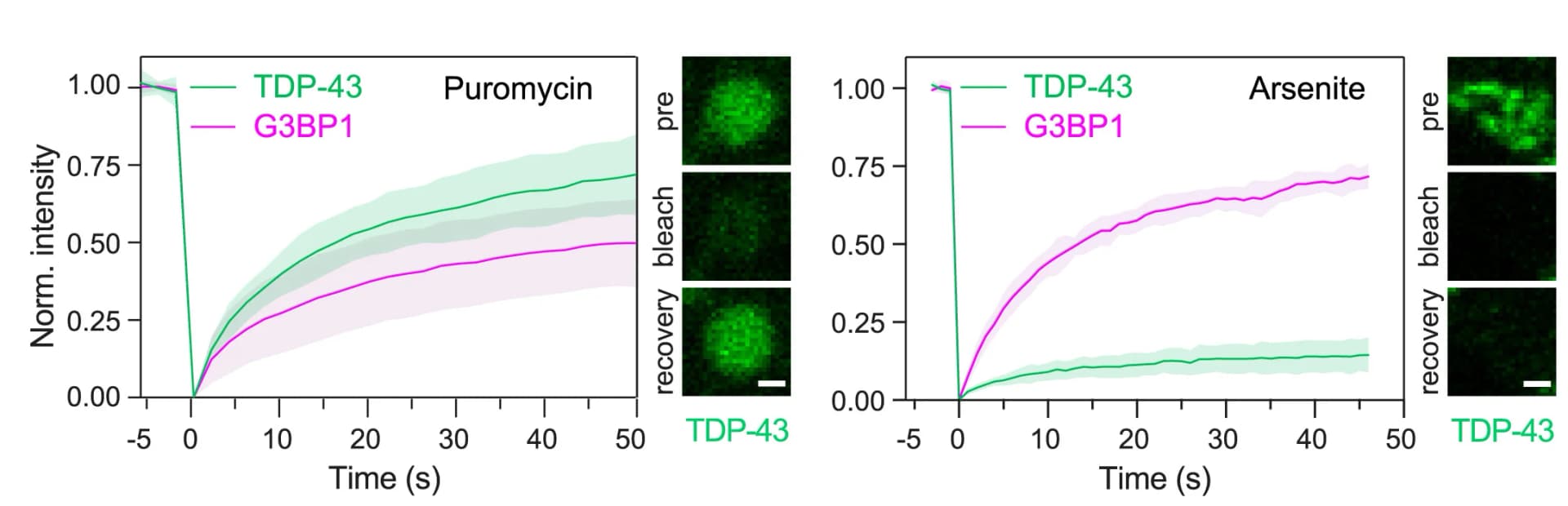 Open access visualization of Line Plot, Error Bars, Microscopy, Photo, FRAP