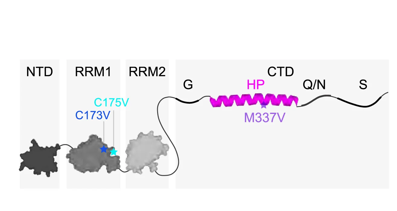 Open access visualization of Illustration, TDP-43, Domains, Mutations